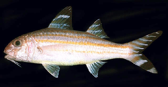  Upeneus vittatus (Yellowbanded Goatfish, Yellowstriped Goatfish)